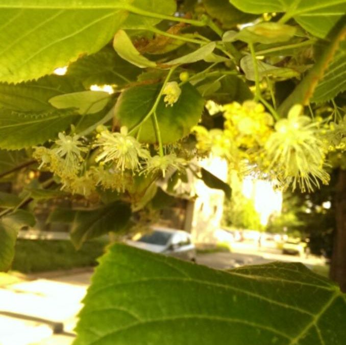 Invitație în parcul realității